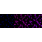 LifeSab™ OGT Rabbit mAb (20 μl)