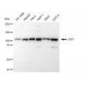 LifeSab™ OGT Rabbit mAb (20 μl)