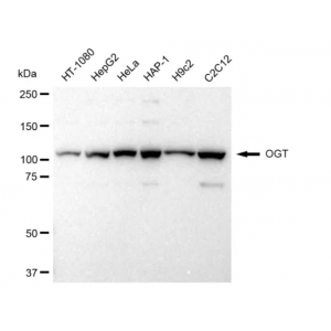 LifeSab™ OGT Rabbit mAb (20 μl)