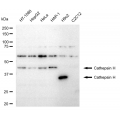 LifeSab™ CTSH Rabbit mAb (20 μl)