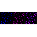 LifeSab™ CPSF3 Rabbit mAb (20 μl)