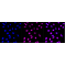 LifeSab™ CPSF3 Rabbit mAb (20 μl)