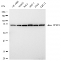 LifeSab™ CPSF3 Rabbit mAb (20 μl)