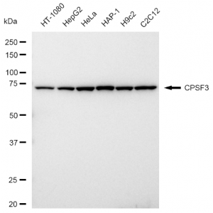 LifeSab™ CPSF3 Rabbit mAb (20 μl)