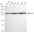 LifeSab™ CHM Rabbit mAb (20 μl)