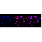 LifeSab™ CRTC3 Rabbit mAb (20 μl)