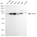 LifeSab™ CRTC3 Rabbit mAb (20 μl)