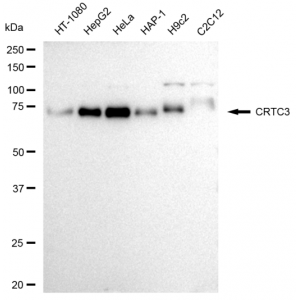 LifeSab™ CRTC3 Rabbit mAb (20 μl)