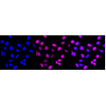 LifeSab™ BLNK Rabbit mAb (20 μl)