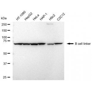 LifeSab™ BLNK Rabbit mAb (20 μl)