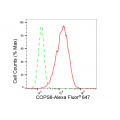 LifeSab™ COPS8 Rabbit mAb (20 μl)