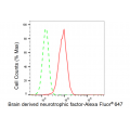 LifeSab™ BDNF Rabbit mAb (20 μl)