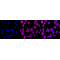 LifeSab™ BDNF Rabbit mAb (20 μl)