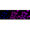 LifeSab™ CD86 Rabbit mAb (20 μl)