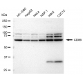 LifeSab™ CD86 Rabbit mAb (20 μl)