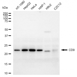 LifeSab™ CD9 Rabbit mAb (20 μl)