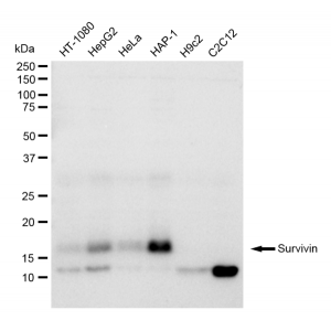 LifeSab™ Survivin Rabbit mAb (20 μl)