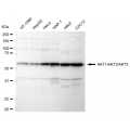 LifeSab™ AKT1/AKT2/AKT3 Rabbit mAb (20 μl)