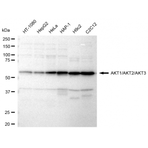 LifeSab™ AKT1/AKT2/AKT3 Rabbit mAb (20 μl)