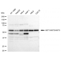 LifeSab™ AKT1/AKT2/AKT3 Rabbit mAb (20 μl)