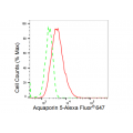 LifeSab™ AQP5 Rabbit mAb (20 μl)