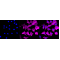 LifeSab™ AQP5 Rabbit mAb (20 μl)