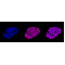 LifeSab™ CASP6 Rabbit mAb (20 μl)