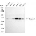 LifeSab™ CASP6 Rabbit mAb (20 μl)