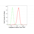 LifeSab™ CASP6 Rabbit mAb (20 μl)