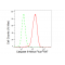 LifeSab™ CASP6 Rabbit mAb (20 μl)