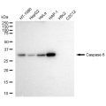 LifeSab™ CASP6 Rabbit mAb (20 μl)