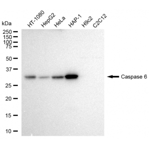 LifeSab™ CASP6 Rabbit mAb (20 μl)