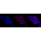 LifeSab™ CDC6 Rabbit mAb (20 μl)