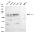 LifeSab™ CDC6 Rabbit mAb (20 μl)