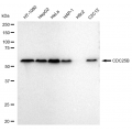 LifeSab™ CDC25B Rabbit mAb (20 μl)