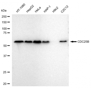 LifeSab™ CDC25B Rabbit mAb (20 μl)