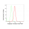 LifeSab™ CASP10 Rabbit mAb (20 μl)