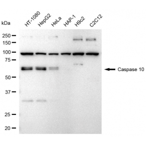 LifeSab™ CASP10 Rabbit mAb (20 μl)