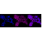 LifeSab™ ADRB2 Rabbit mAb (20 μl)