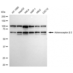 LifeSab™ ADRB2 Rabbit mAb (20 μl)