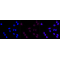 LifeSab™ DDR2 Rabbit mAb (20 μl)