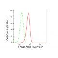 LifeSab™ FADD Rabbit mAb (20 μl)