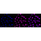 LifeSab™ FADD Rabbit mAb (20 μl)