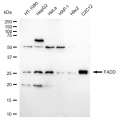 LifeSab™ FADD Rabbit mAb (20 μl)