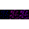 LifeSab™ CD147 Rabbit mAb (20 μl)