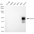 LifeSab™ CD147 Rabbit mAb (20 μl)