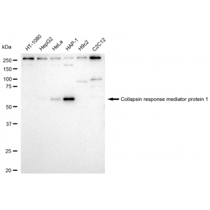 LifeSab™ CRMP1 Rabbit mAb (20 μl)