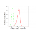 LifeSab™ CPEB1 Rabbit mAb (20 μl)