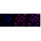 LifeSab™ CPEB1 Rabbit mAb (20 μl)