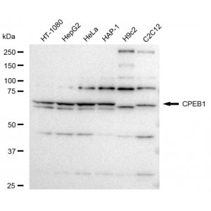 LifeSab™ CPEB1 Rabbit mAb (20 μl)